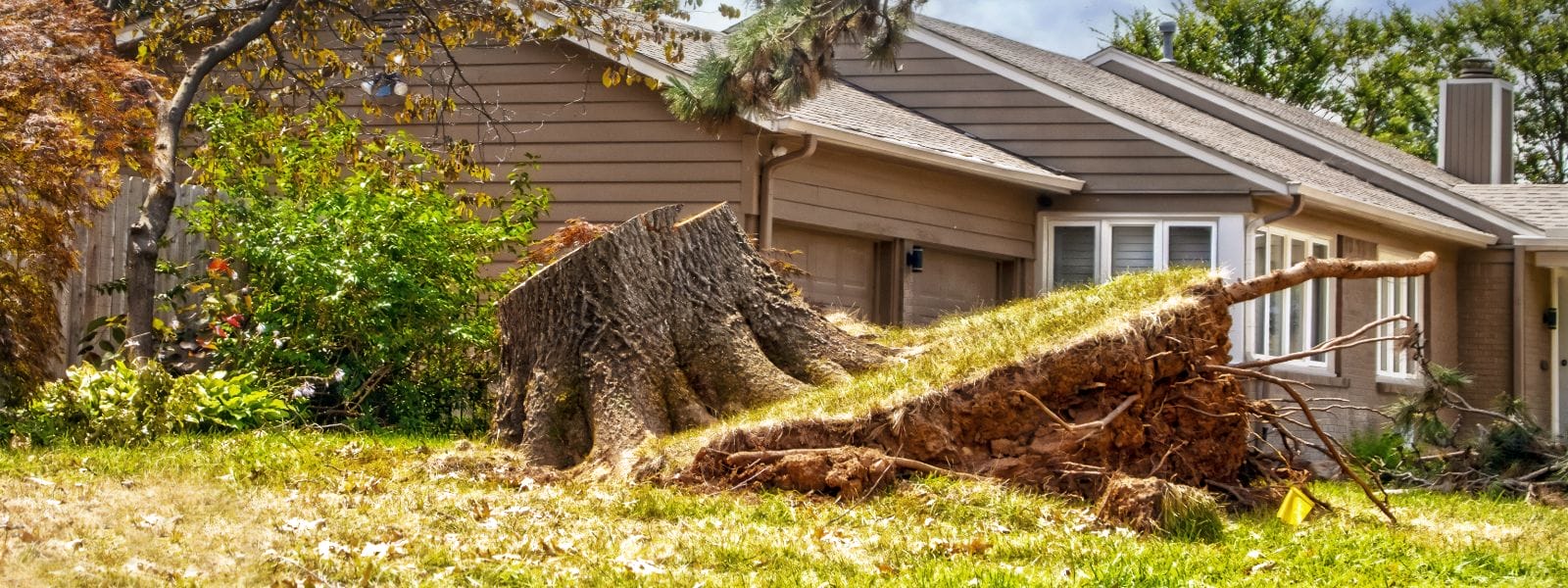 Affordable Tree Stump Removal Burr Ridge IL