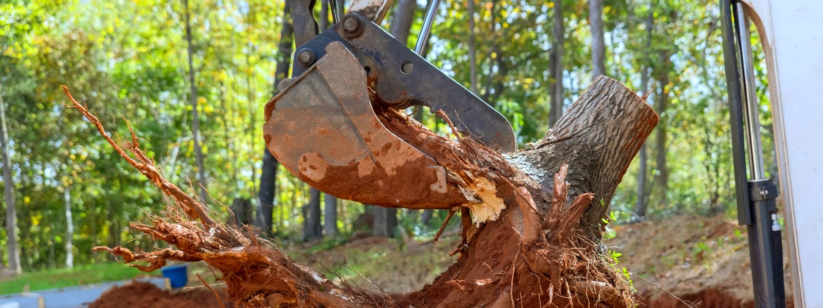 Affordable Tree Stump Removal Hinsdale IL