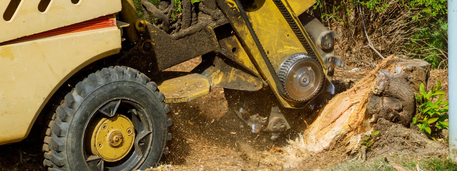 Commercial Tree Stump Grinding Burr Ridge IL