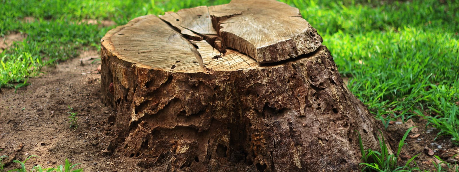 Professional Stump Removal Burr Ridge IL