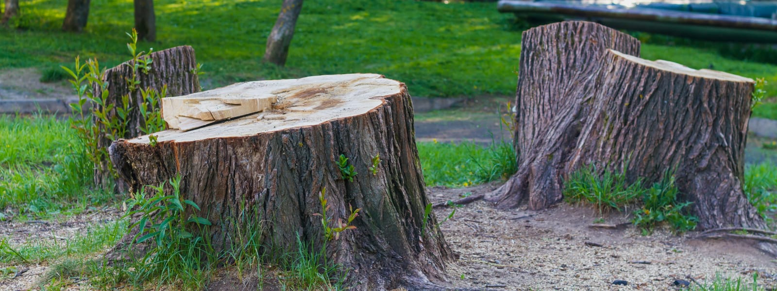 Professional Stump Removal Hinsdale IL