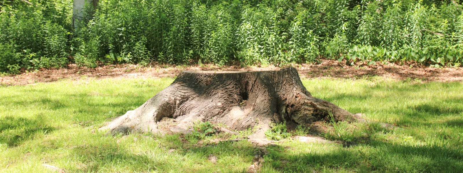 Residential Stump Removal Hinsdale IL