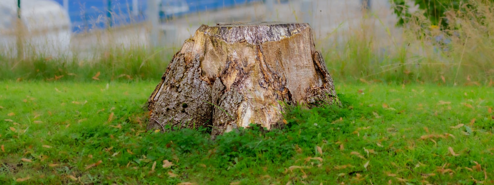 Tree Stump Removal Burr Ridge IL