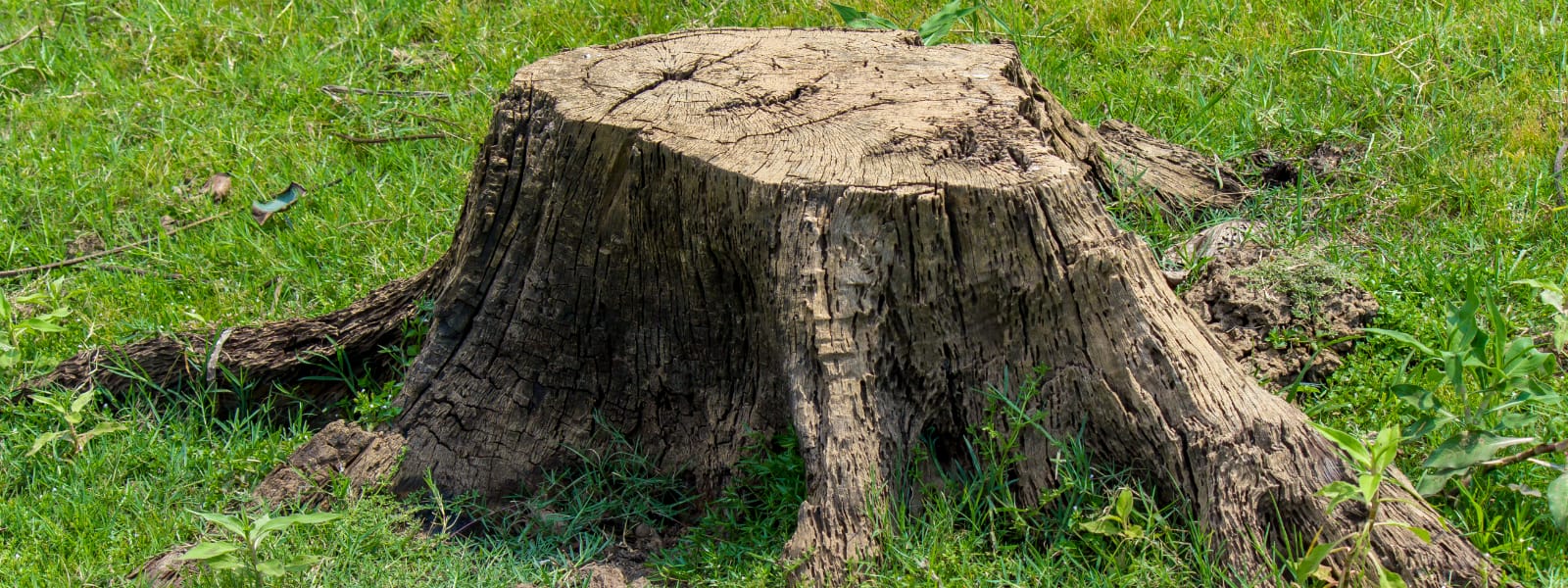 Tree Stump Removal Hinsdale IL